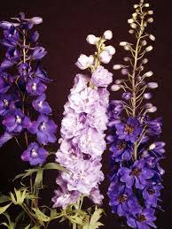 Delphiniums Delphinium Flowers Delphinium Plant Larkspur Flower