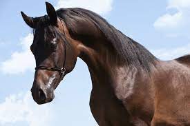 Arabian Horse Lifespan 101 Helpful Beginner S Guide