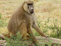 Yellow Baboon On Log At Amboseli Kenya Stock Photo Sponsored Log Baboon Yellow Amboseli Ad Baboon Year Of The Dragon Photo Posters