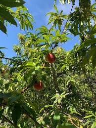 Profile for Champion Santa Maria Realty