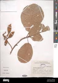 Image result for Sterculia tragacantha