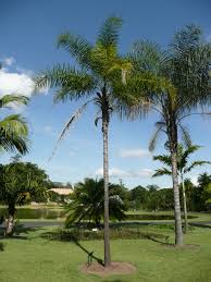 Image result for Syagrus