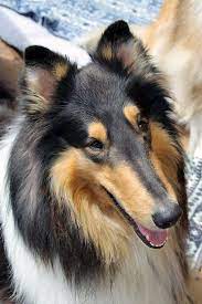 cooper 5 rough collie collie puppies collie dog