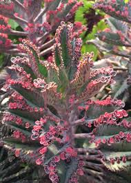 Mother of millions often has several stalks rising from the same plant. Mother Of Millions Pink 4 Growers Outlet Willis Texas