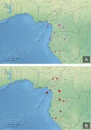 Image result for Tragia grandistipularis