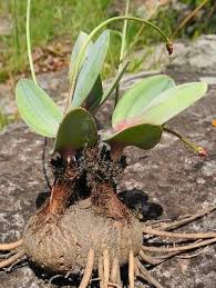 Image result for Eriosema verdickii