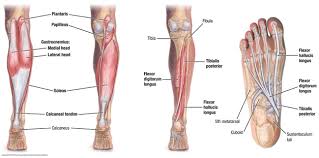 Whether they come at night or during the day, cramps can affect various muscle groups. Heels Down During Jumps Technique Or Physics International Association For Dance Medicine Science
