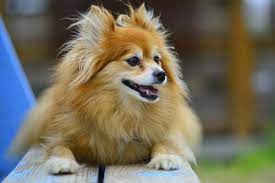 Pomeranian Dogs Diet Habitat Facts And Lifespan With Images Animalspal