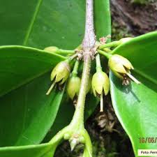 Image result for Cassipourea