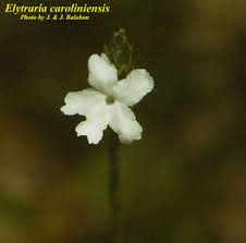 Image result for Elytraria