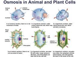 Maybe you would like to learn more about one of these? Plant Animal Cell In Hypotonic Solution