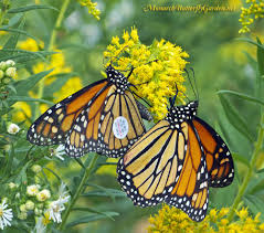 Image result for images girl called butterfly