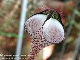 Image result for Ceropegia cimiciodora