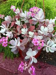 Kalanchoe Pumila Or Commonly Known As Silver Stars Is An Attractive Kalanchoe With Striking Silver Grey Fl Succulents Patio Pots Container Gardening