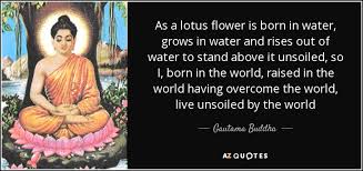 Welcome to these lotus quotes of the day from my large collection of positive, romantic, and funny quotes. Top 22 Lotus Flower Quotes A Z Quotes