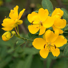 Image result for Senna bicapsularis