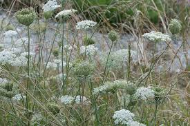 Image result for Daucus carota