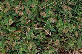 Image result for Euphorbia ophthalmica