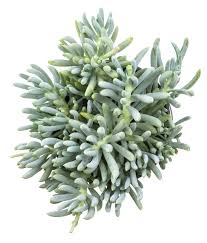 Image result for tbn:HNtrRnQBmFuaxM::www.bluechopsticks.com/img_large/800CC_0805S1015.jpg