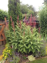 Image result for Lobelia petiolata