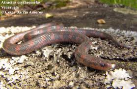 Image result for Erythrococca atrovirens