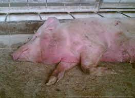 African swine fever (asf) is a highly contagious viral disease of swine which causes high mortality, approaching 100%, in domestic pigs. African Swine Fever Asf