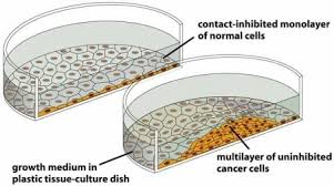Cells continue mitosis until they are touching, then they stop reproducing until a cell dies. Tumor Cell Culture Guide Creative Bioarray