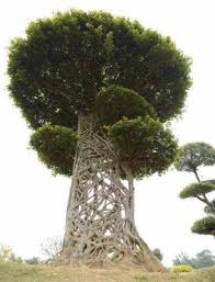 The Knotted Arbosculpture Of A Spider S Web Tree Strangler Fig Nature Tree Unique Trees Weird Trees