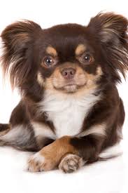 Black And Tan Long Haired Chihuahua Dreifarbiger Hund Chihuahua Browns Der Sich Mit Den Gekreuzten Tatzen Auf Weiss Hinlegt Auf Browns Chihuahua De Chihuahua Welpen Chihuahua Hund Chihuahua