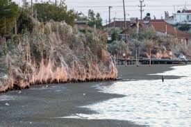 A tranquil beachfront has been transformed by the starving spiders. Photos Of A Massive 1000 Foot Spider Web Blanketing A Greek Town Petapixel
