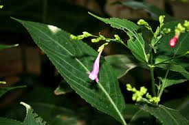 Image result for Strobilanthes hamiltoniana