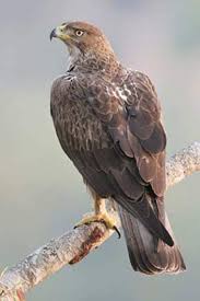 Eagle Birds Of Prey Animals Pin De Jesusita Ac En Bald Eagle Animales Aves Gatos