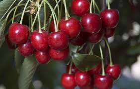 Buy the selected items together. Five Best Stone Fruits For Socal 3