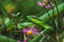 Image result for Coelorachis lepidura