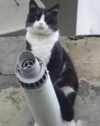 Meryem Adli Kullanicinin Kedi Cat 2 Panosundaki Pin Kedi