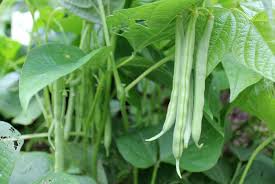 bean plant ile ilgili görsel sonucu
