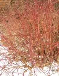 Image result for Sericorema sericea