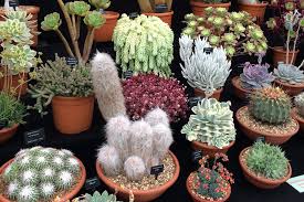 Reviewers are in love with this world market cactus print, saying they just can't stop looking at it. Episode 95 Airplants Cacti And Succulents At The Chelsea Flower Show 2019 Jane Perrone