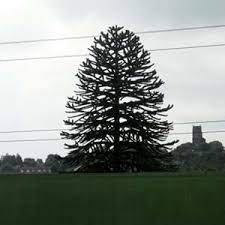 Time problems for grade 2 grid chart paper my home tutor fraction word problems grade 7 worksheets activities to teach addition grade 8 mathematics football math problems times tables games. Monkey Puzzle Tree Facts