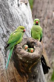 Baby Bird With Large Beak Pin De Cynthia Ingallinera En Wildlife Nidos De Aves Aves De Compania Ave Silvestre