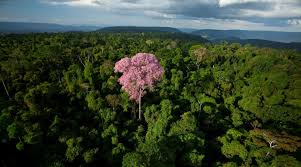 Floresta Amazônica: em prosa e imagens