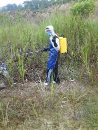 Berikut cara membuat racun rumput buatan sendiri; December 2009 Loqkim S Blog