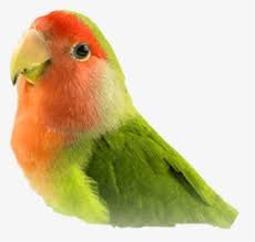 Mulai dari gambar sketsa pemandangan. Lovebird Hd Png Download Transparent Png Image Pngitem