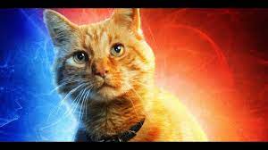 kedi videolari sevimli kediler komik kedi videolari captain marvel marvel characters marvel posters