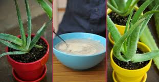 Aloe vera bakımı kolaydır, fazla ilgi istemez, çabuk büyür. Solan Aloe Vera Nasil Canlandirilir Aloe Vera Costuran Tarif Yemek Com