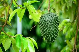This supplement is suitable to be consumed by the whole family. Best Buy Anak Pokok Durian Belanda Soursop Buah Besar Shopee Malaysia