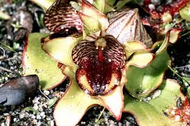 Image result for Satyrium coriophoroides