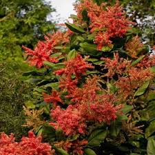 Image result for Triplaris americana