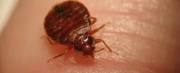 Đông nam á pest control, chuyên cung cấp các gói giải pháp về lãnh vực dich vụ diệt mối, côn trùng, muỗi, chuột, kiến, gián, ruồi, rệp, động vật gây hại.lh:0916.451511. Ssc Pest Control
