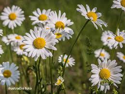 Image result for foto Kopretina